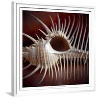 Macro Shells VIII-Rachel Perry-Framed Premium Giclee Print