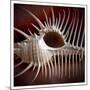 Macro Shells VIII-Rachel Perry-Mounted Premium Giclee Print