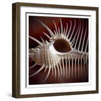 Macro Shells VIII-Rachel Perry-Framed Art Print