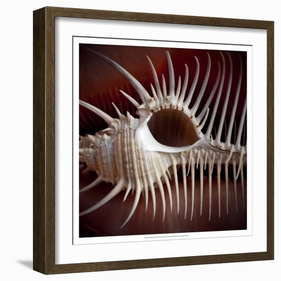 Macro Shells VIII-Rachel Perry-Framed Art Print