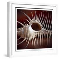 Macro Shells VIII-Rachel Perry-Framed Art Print