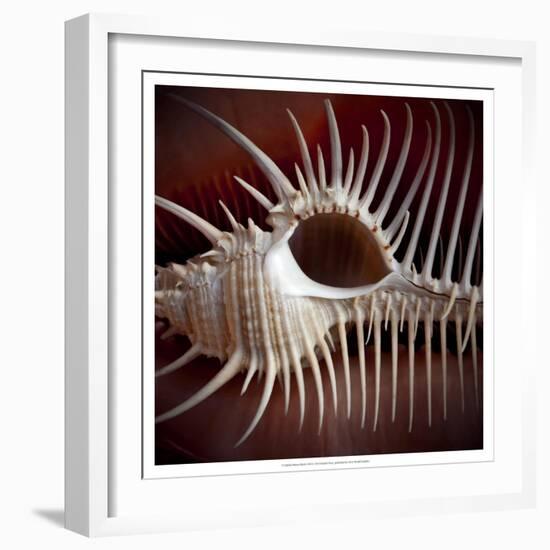 Macro Shells VIII-Rachel Perry-Framed Art Print