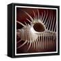 Macro Shells VIII-Rachel Perry-Framed Stretched Canvas