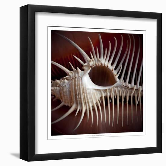 Macro Shells VIII-Rachel Perry-Framed Art Print