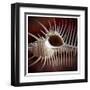 Macro Shells VIII-Rachel Perry-Framed Art Print