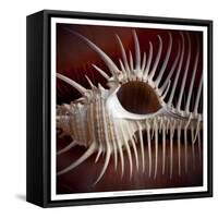 Macro Shells VIII-Rachel Perry-Framed Stretched Canvas