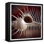 Macro Shells VIII-Rachel Perry-Framed Stretched Canvas