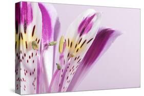 Macro Shot Flower Blossom-Deyan Georgiev-Stretched Canvas