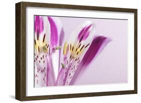 Macro Shot Flower Blossom-Deyan Georgiev-Framed Photographic Print