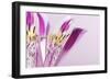 Macro Shot Flower Blossom-Deyan Georgiev-Framed Photographic Print