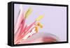 Macro Shot Flower Blossom-Deyan Georgiev-Framed Stretched Canvas