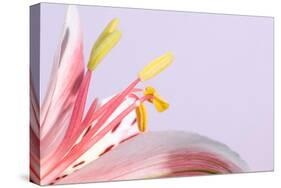 Macro Shot Flower Blossom-Deyan Georgiev-Stretched Canvas