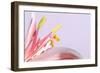 Macro Shot Flower Blossom-Deyan Georgiev-Framed Photographic Print