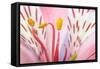 Macro Shot Flower Blossom-Deyan Georgiev-Framed Stretched Canvas