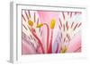 Macro Shot Flower Blossom-Deyan Georgiev-Framed Photographic Print