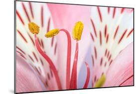 Macro Shot Flower Blossom-Deyan Georgiev-Mounted Photographic Print