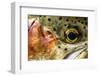 Macro Shot of a Rainbow Trout Cheek and Eye-Matt Jones-Framed Photographic Print