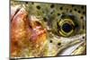 Macro Shot of a Rainbow Trout Cheek and Eye-Matt Jones-Mounted Photographic Print