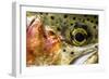 Macro Shot of a Rainbow Trout Cheek and Eye-Matt Jones-Framed Photographic Print