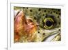 Macro Shot of a Rainbow Trout Cheek and Eye-Matt Jones-Framed Photographic Print