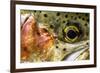 Macro Shot of a Rainbow Trout Cheek and Eye-Matt Jones-Framed Photographic Print