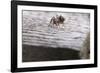 Macro Shot of a Red Wood Ant-Niki Haselwanter-Framed Photographic Print