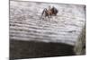 Macro Shot of a Red Wood Ant-Niki Haselwanter-Mounted Photographic Print