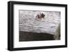 Macro Shot of a Red Wood Ant-Niki Haselwanter-Framed Photographic Print