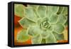 Macro Succulent I-Erin Berzel-Framed Stretched Canvas