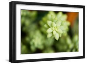 Macro Succulent II-Erin Berzel-Framed Photographic Print