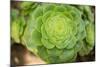 Macro Succulent III-Erin Berzel-Mounted Photographic Print