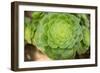 Macro Succulent III-Erin Berzel-Framed Photographic Print