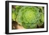 Macro Succulent III-Erin Berzel-Framed Photographic Print