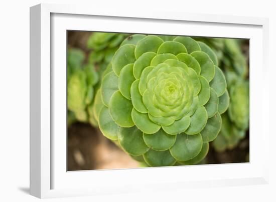 Macro Succulent III-Erin Berzel-Framed Photographic Print