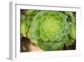 Macro Succulent III-Erin Berzel-Framed Photographic Print
