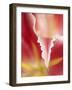 Macro Tulip II-Jonathan Nourock-Framed Photographic Print