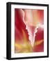 Macro Tulip II-Jonathan Nourock-Framed Photographic Print