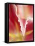 Macro Tulip II-Jonathan Nourock-Framed Stretched Canvas