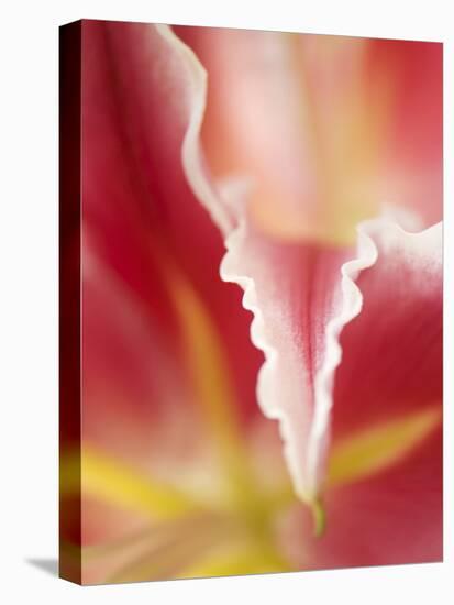 Macro Tulip II-Jonathan Nourock-Stretched Canvas
