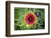 Macro view of a colorful flower-null-Framed Photo