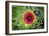 Macro view of a colorful flower-null-Framed Photo