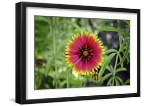 Macro view of a colorful flower-null-Framed Photo