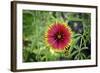Macro view of a colorful flower-null-Framed Photo