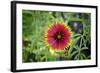 Macro view of a colorful flower-null-Framed Photo