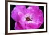 Macro view of the inside of colorful flower-null-Framed Photo