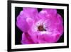 Macro view of the inside of colorful flower-null-Framed Photo