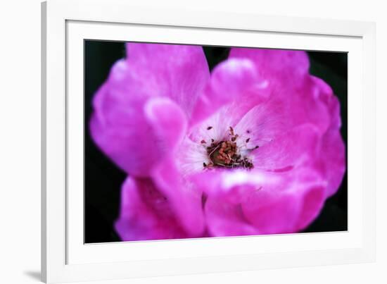 Macro view of the inside of colorful flower-null-Framed Photo