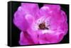 Macro view of the inside of colorful flower-null-Framed Stretched Canvas