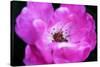 Macro view of the inside of colorful flower-null-Stretched Canvas