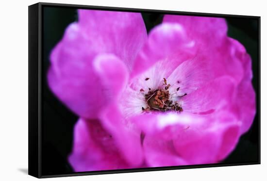 Macro view of the inside of colorful flower-null-Framed Stretched Canvas